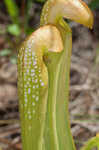 Hooded pitcherplant